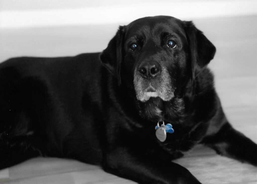 Tabby Marie, a retired black Labrador guide dog with a graying muzzle, rests quietly and looks straight at the camera.